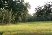 Horse Pasture
