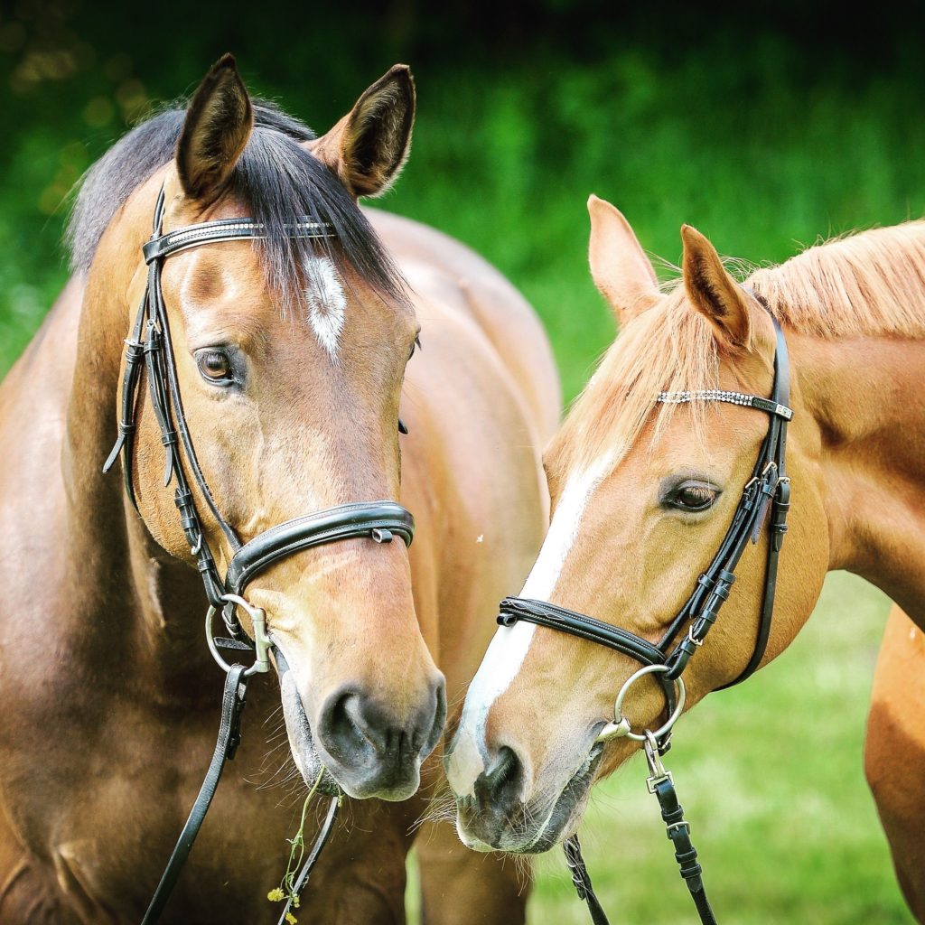 Horses in Aiken