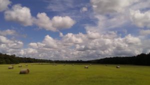 hayfield
