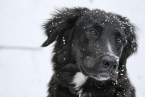 Dog in WInter