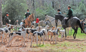 Aiken Hounds