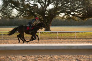 Image of a horse racing at the Aiken Training Track
